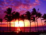 Sunset and Palms